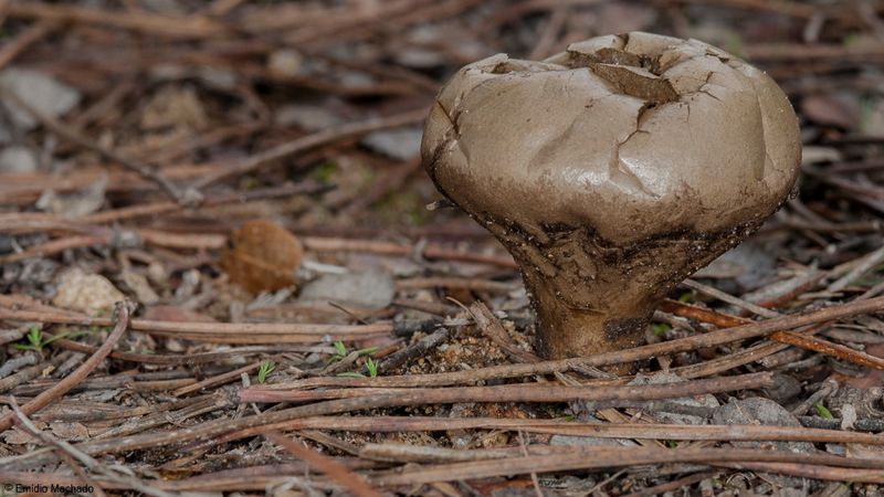 Lycoperdon excipuliforme_EM-99406.jpg