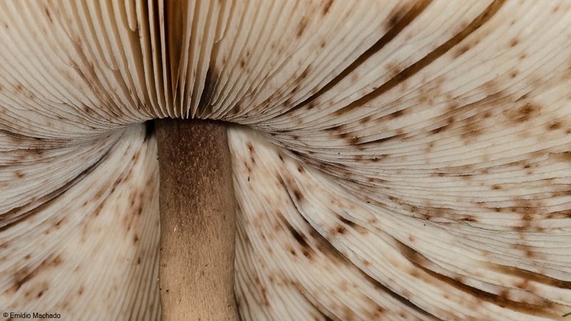 Macrolepiota procera_EM-99267.jpg