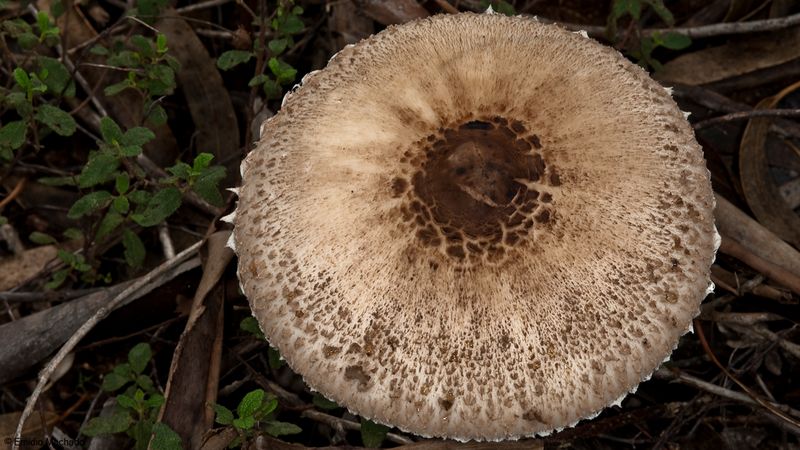 Macrolepiota procera_EM-99358.jpg