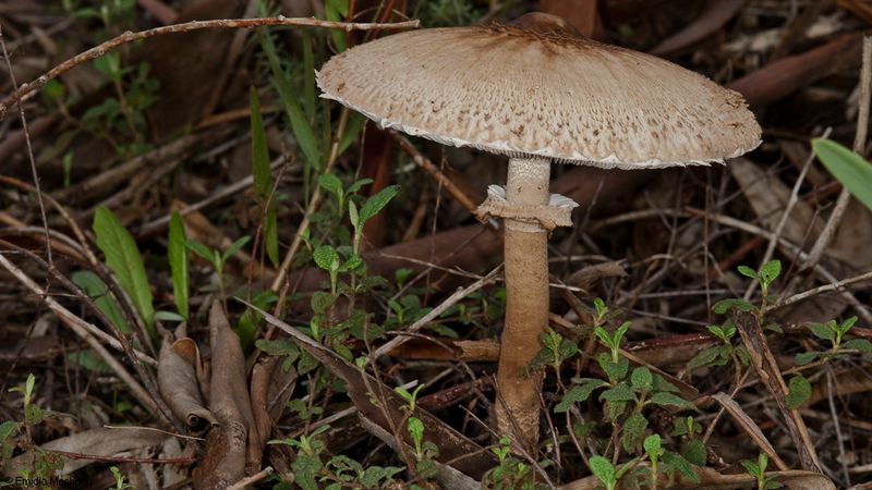 Macrolepiota procera_EM-99360.jpg