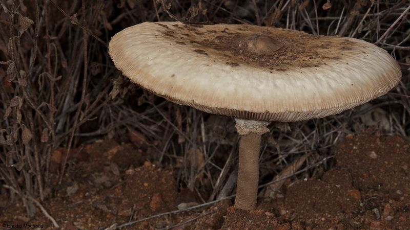 Macrolepiota procera_EM-99383.jpg