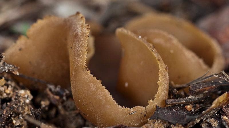 Peziza sp_EM-99411.jpg