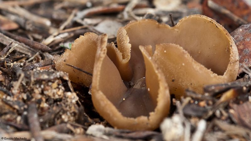Peziza sp_EM-99415.jpg