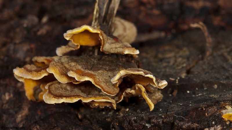 Stereum hirsutum_EM-99186.jpg