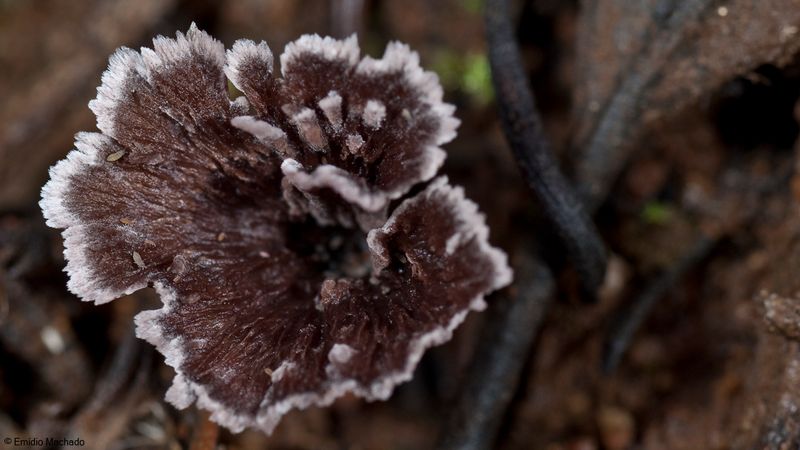 Thelephora caryophyllea_EM-99242.jpg