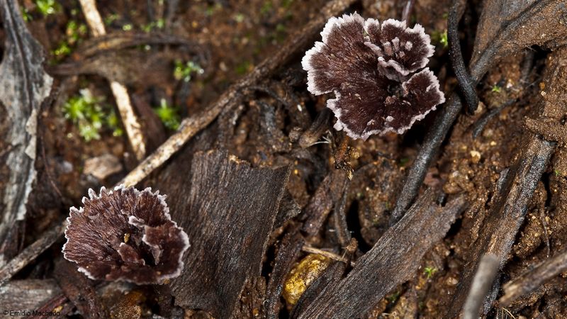 Thelephora caryophyllea_EM-99243.jpg