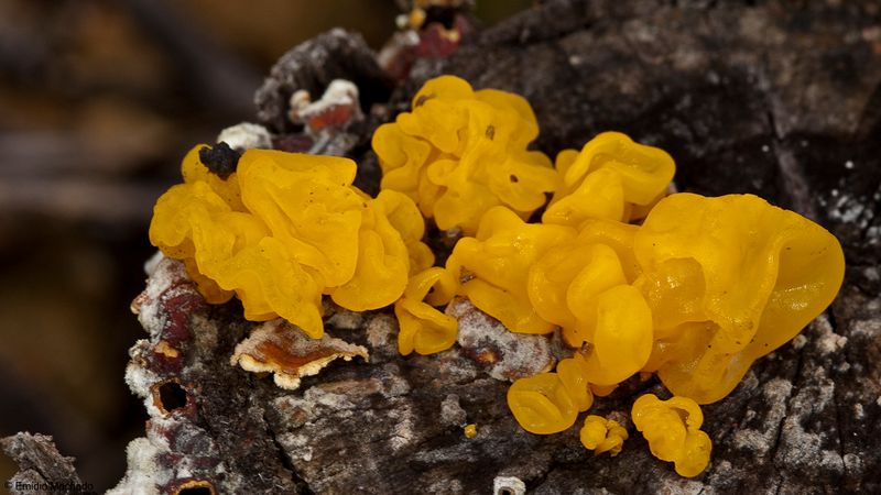 Tremella mesenterica_EM-99201.jpg