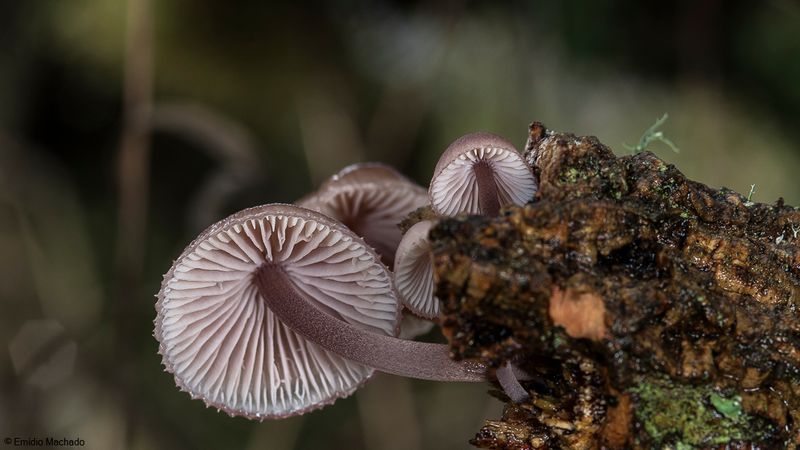 Sp420_EM-97425.jpg