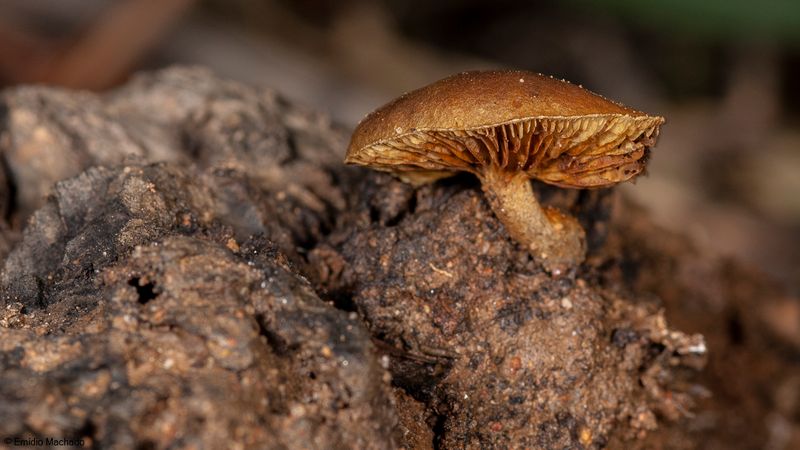 Sp433_EM-98287.jpg