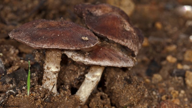 Tricholoma sp_EM-99256.jpg