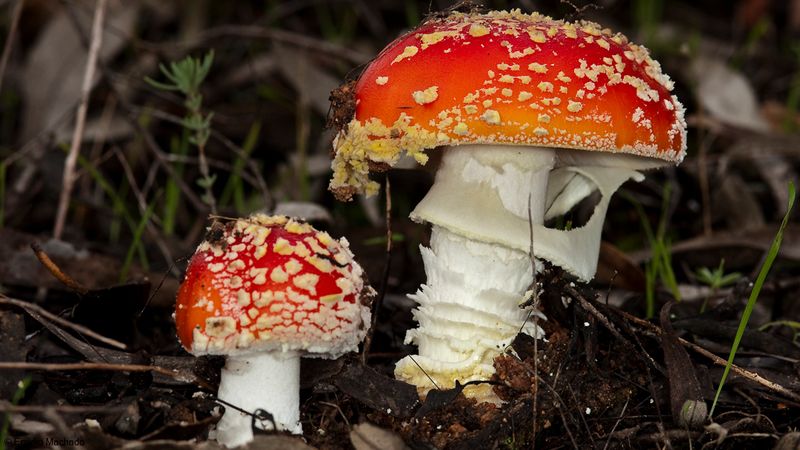 Fungos