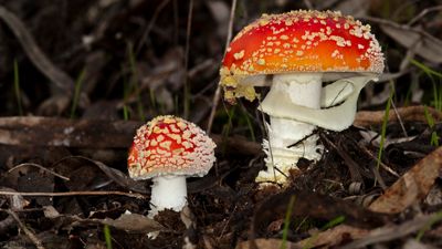 Fungos