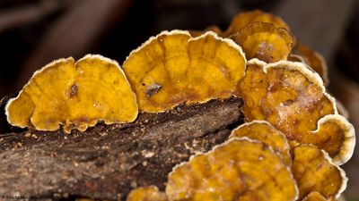 Stereum hirsutum_EM-99180.jpg