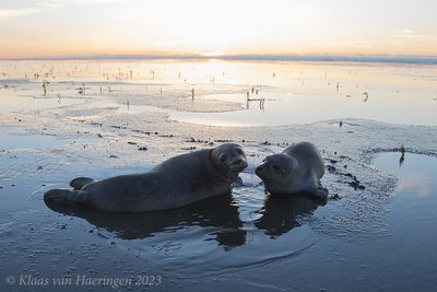 Gewone zeehond / Harbour Seal