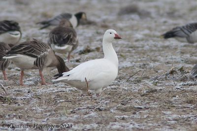 Sneeuwgans - Snow Goose - Anser caerulescens