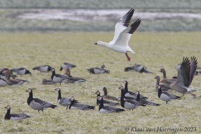 Sneeuwgans - Snow Goose - Anser caerulescens