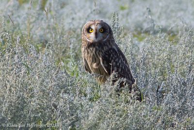 Velduil / Short-Eared Owl