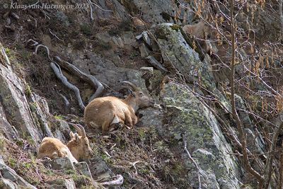 Alpensteenbok / Alpine ibex