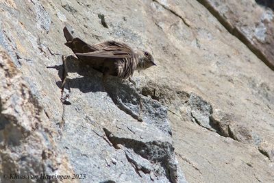 Rotszwaluw / Eurasian Crag Martin