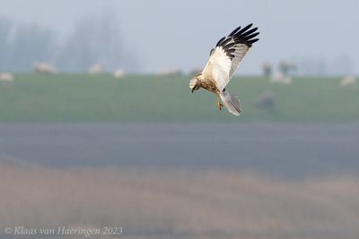 Bruine kiekendief / Marsh Harrier