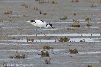Kluut / Pied Avocet