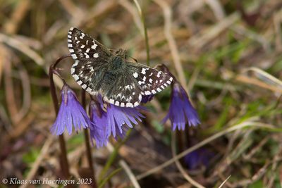 Zuidelijke Aardbeivlinder / Southern Grizzled Skipper
