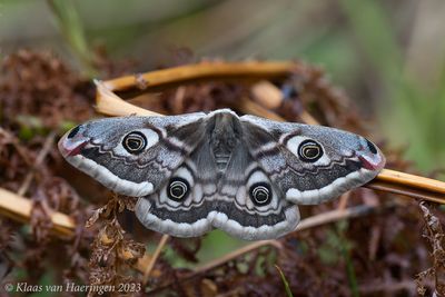 Kleine nachtpauwoog / Emperor Moth