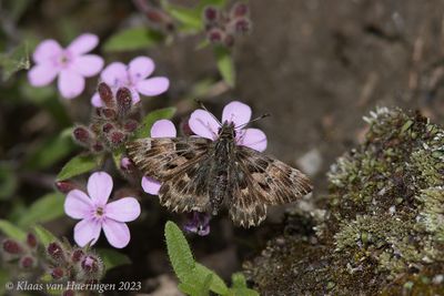 Kaasjeskruiddikkopje / Mallow Skipper