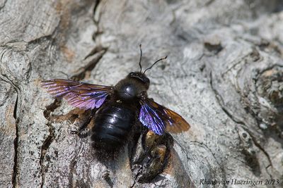 Blauwzwarte houtbij - Violet Carpenter Bee - Xylocopa violacea