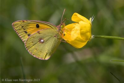 Oranje luzernevlinder / Clouded Yellow