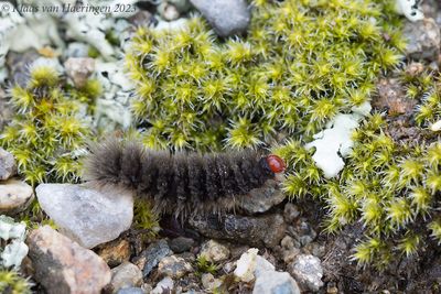 Phegeavlinder - Nine-spotted moth - Amata phegea