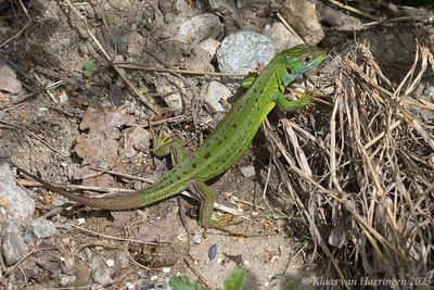 Westelijke smaragdhagedis - Western Green Lizard - Lacerta bilineata