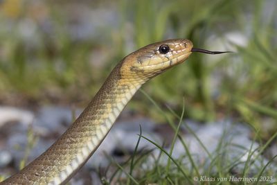 Esculaapslang / Aesculapian snake