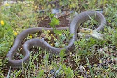 Esculaapslang - Aesculapian snake - Zamenis longissimus