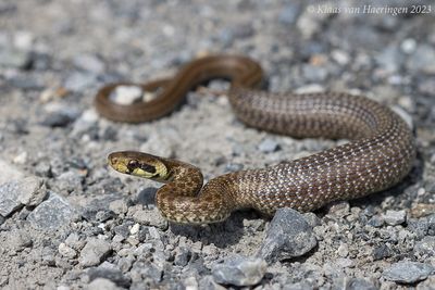 Esculaapslang - Aesculapian snake - Zamenis longissimus