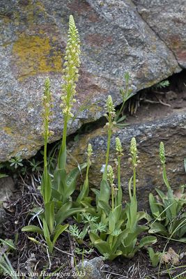 Poppenorchis - Man Orchid - Aceras anthropophorum
