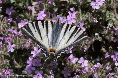 Koningspage / Scarce Swallowtail