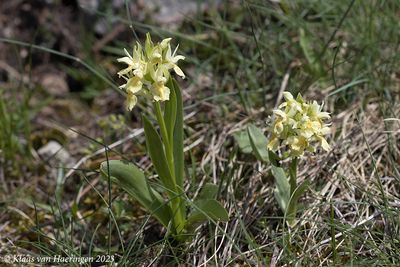 Vlierorchis / Elder-flowered Orchid