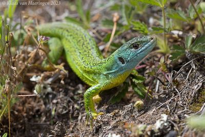 Westelijke smaragdhagedis - Western Green Lizard - Lacerta bilineata