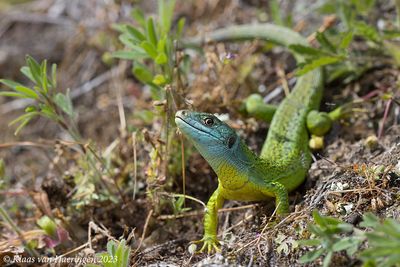 Westelijke smaragdhagedis / Western Green Lizard