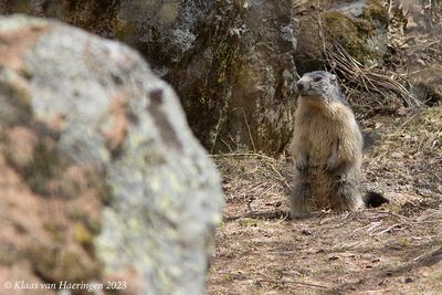 Alpenmarmot / Alpine Marmot