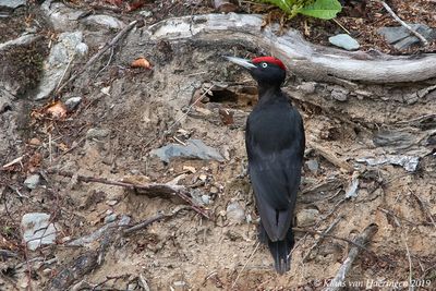 Zwarte specht - Black Woodpecker - Dryocopus martius