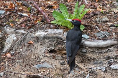 Zwarte specht / Black Woodpecker