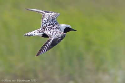 Zilverplevier / Grey Plover