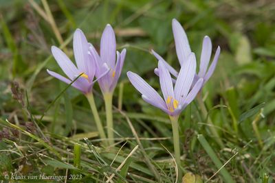 Alpentijloos - Alpine Saffron - Colchicum alpinum