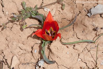 Wilde tulp - Sun's-eye Tulip - Tulipa agenensis
