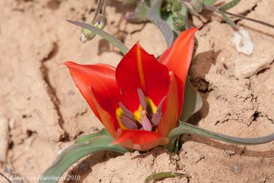 Wilde tulp / Sun's-eye Tulip