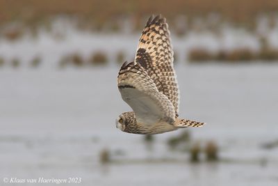 Velduil / Short-Eared Owl