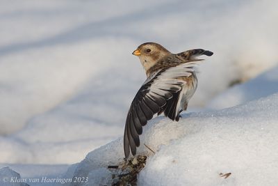 Sneeuwgors / Snow Bunting