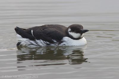 Zeekoet / Common Murre